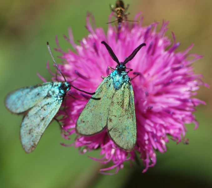 Zigaenidae